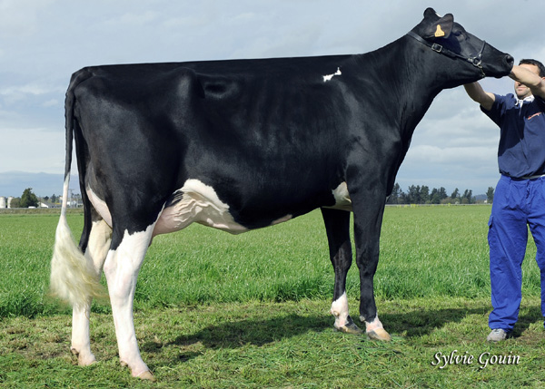 CASEIRODERNES GOLDWYN HOPE