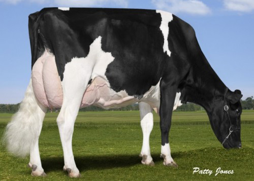 COMESTAR GOLDWYN LILAC